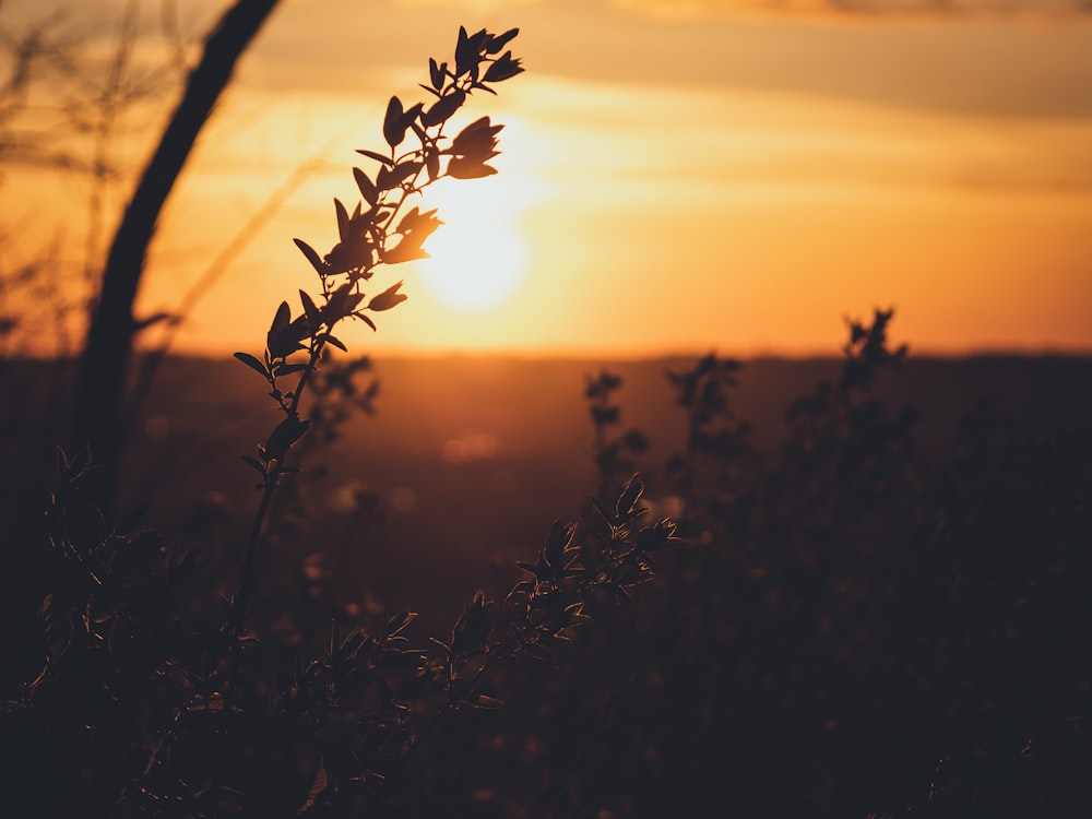 the sun is setting over the horizon of a field