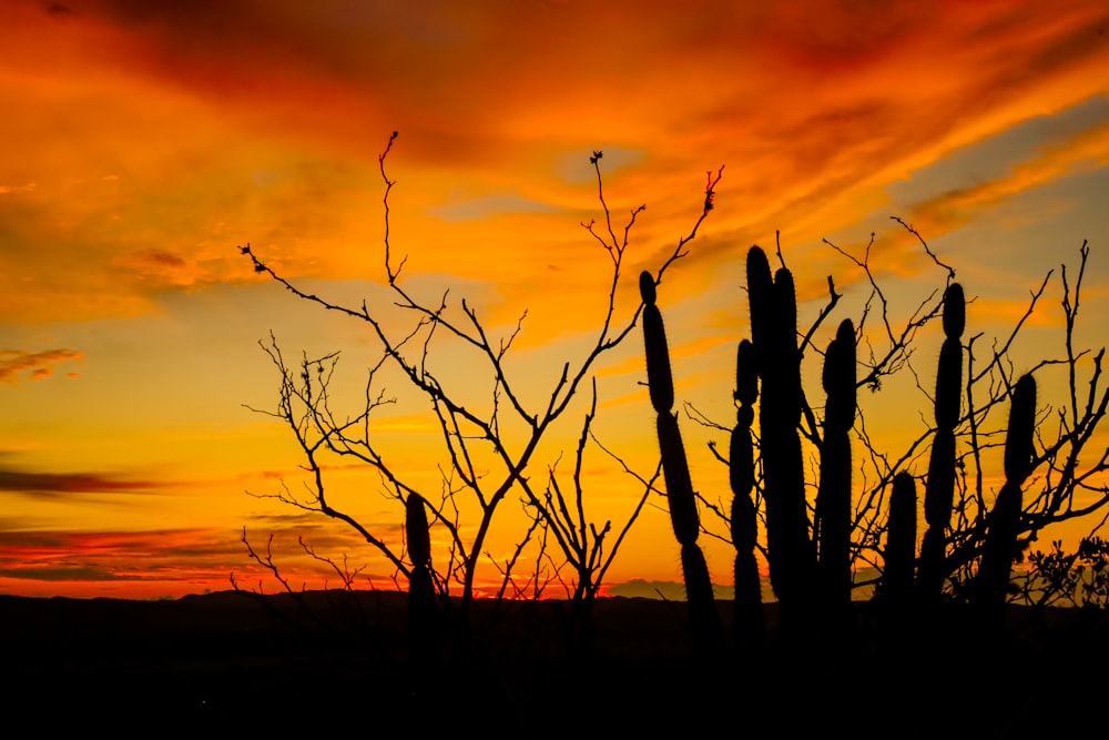 a silhouette of a cactus tree against a sunset