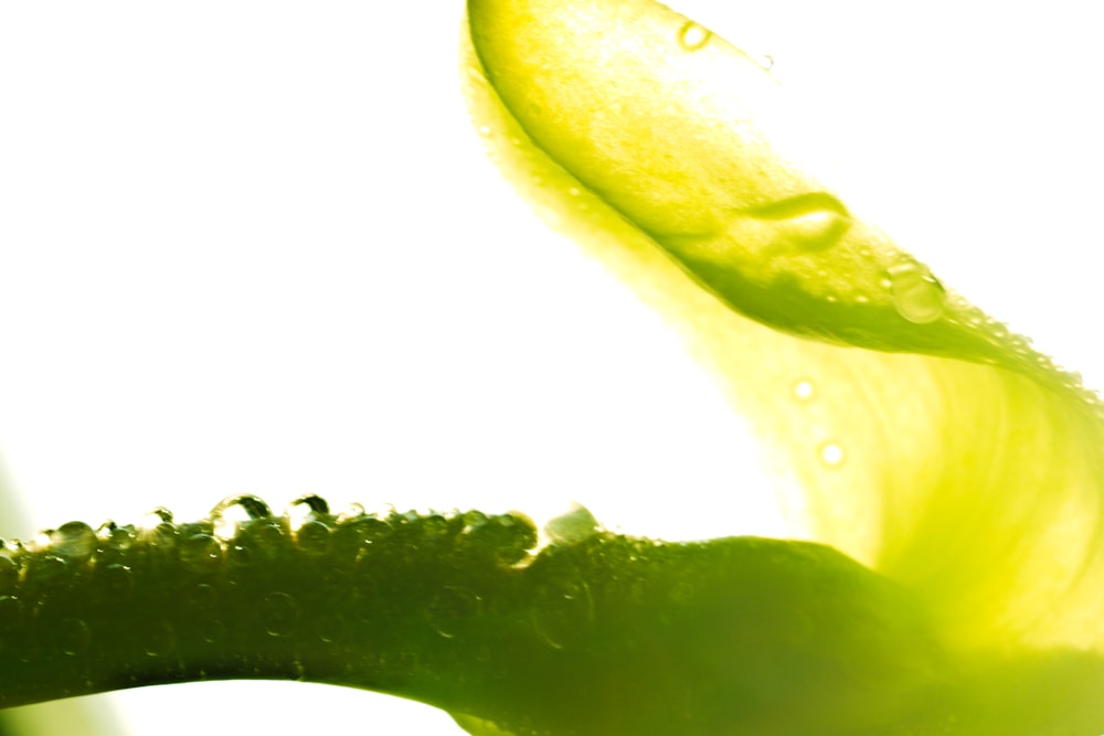 a close up of a flower with water droplets on it