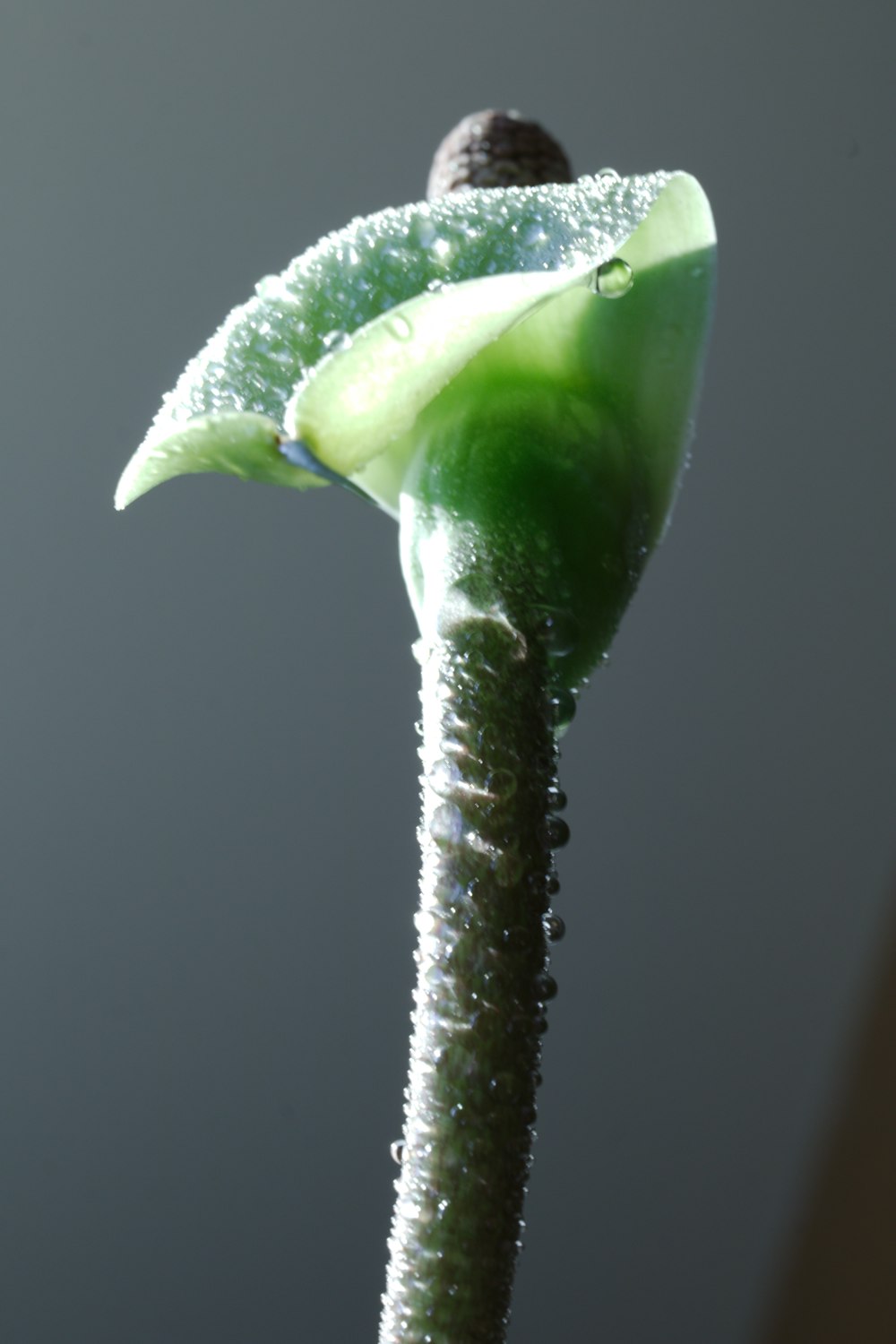 a close up of a flower with water droplets on it