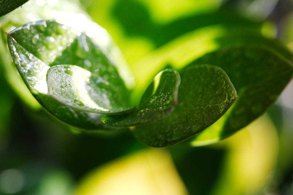 a close up of a leaf with water droplets on it