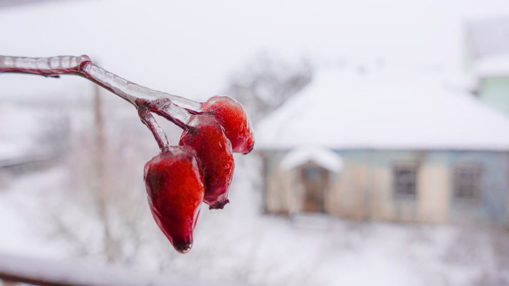 a couple of red berries hanging from a tree