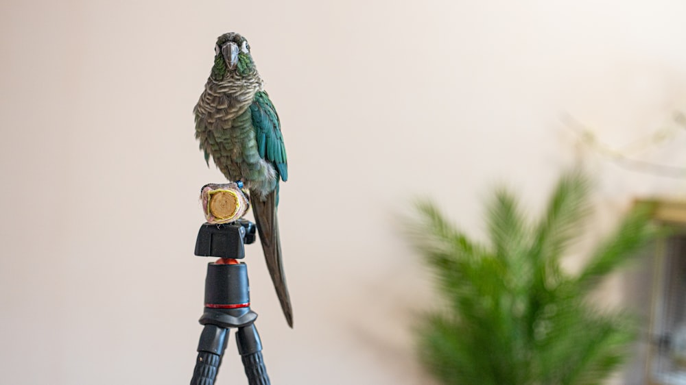 a bird sitting on top of a camera next to a plant