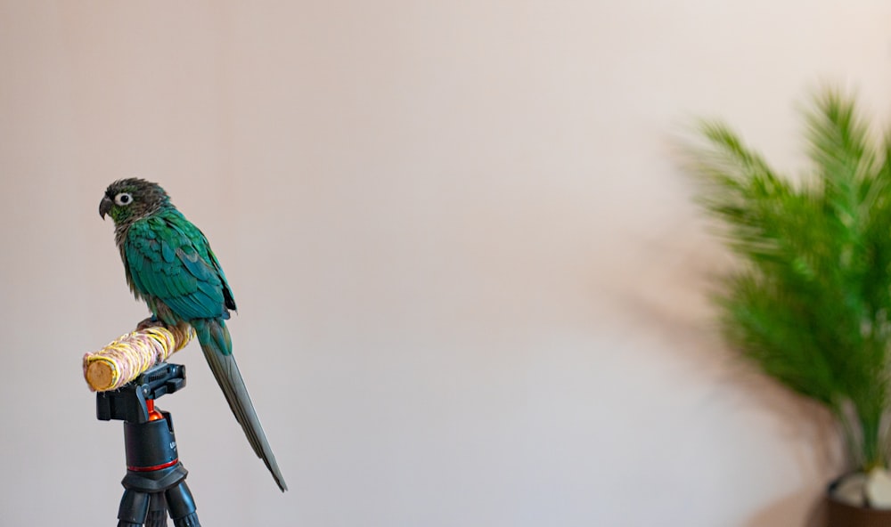 a parrot sitting on top of a tripod next to a potted plant