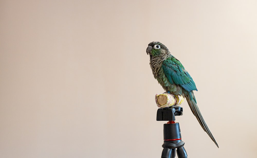a green parrot sitting on top of a tripod