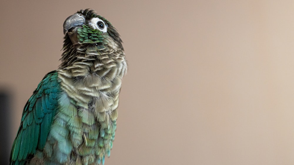 a close up of a bird on a perch