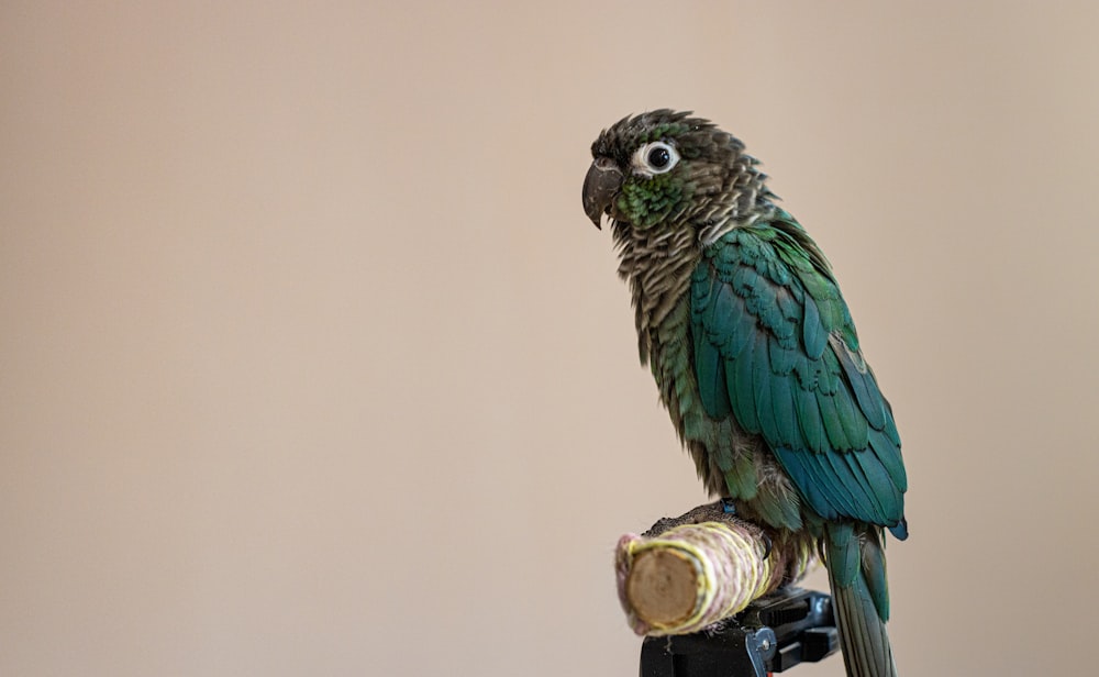 a green parrot sitting on top of a piece of wood