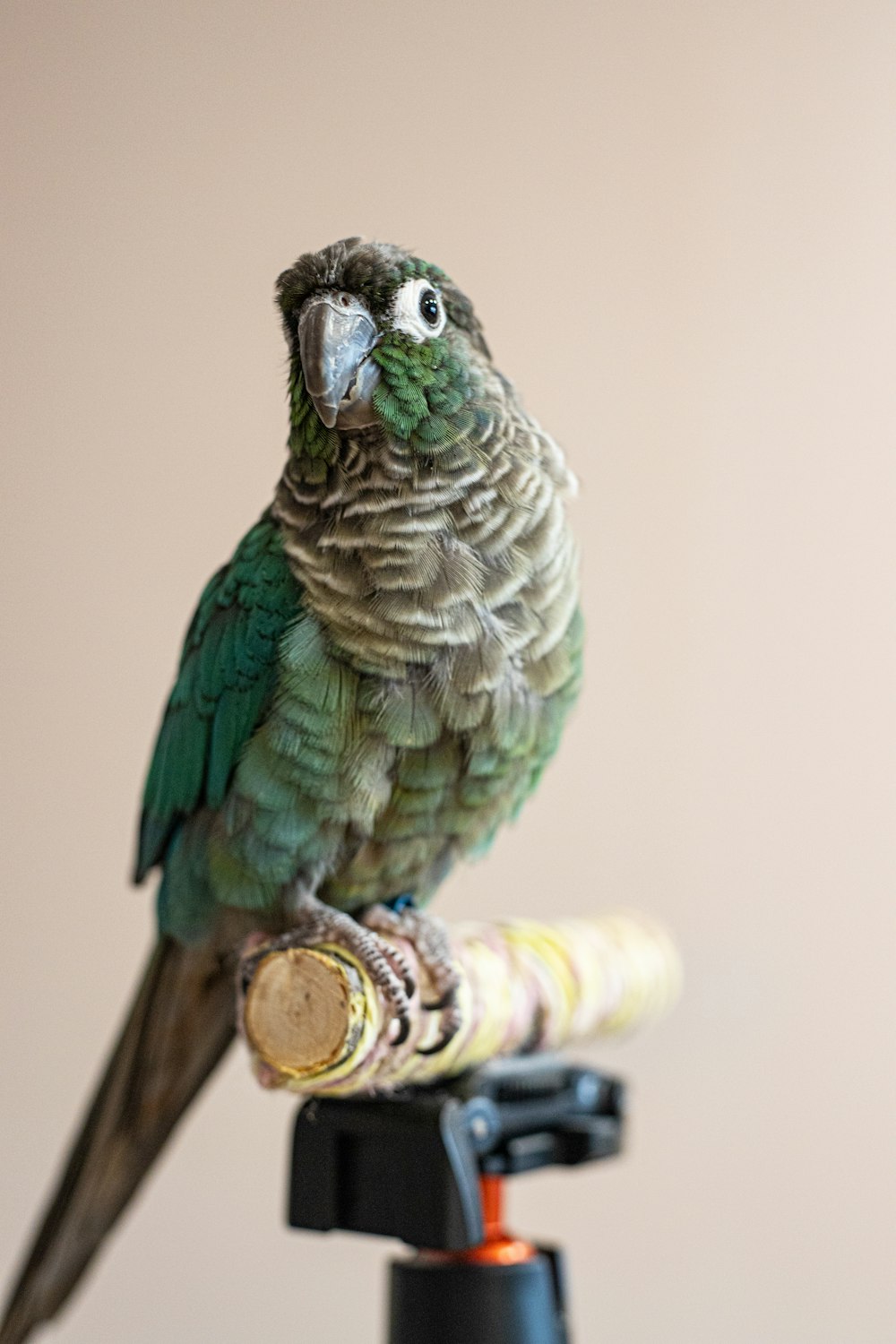 a green parrot sitting on top of a wooden stick