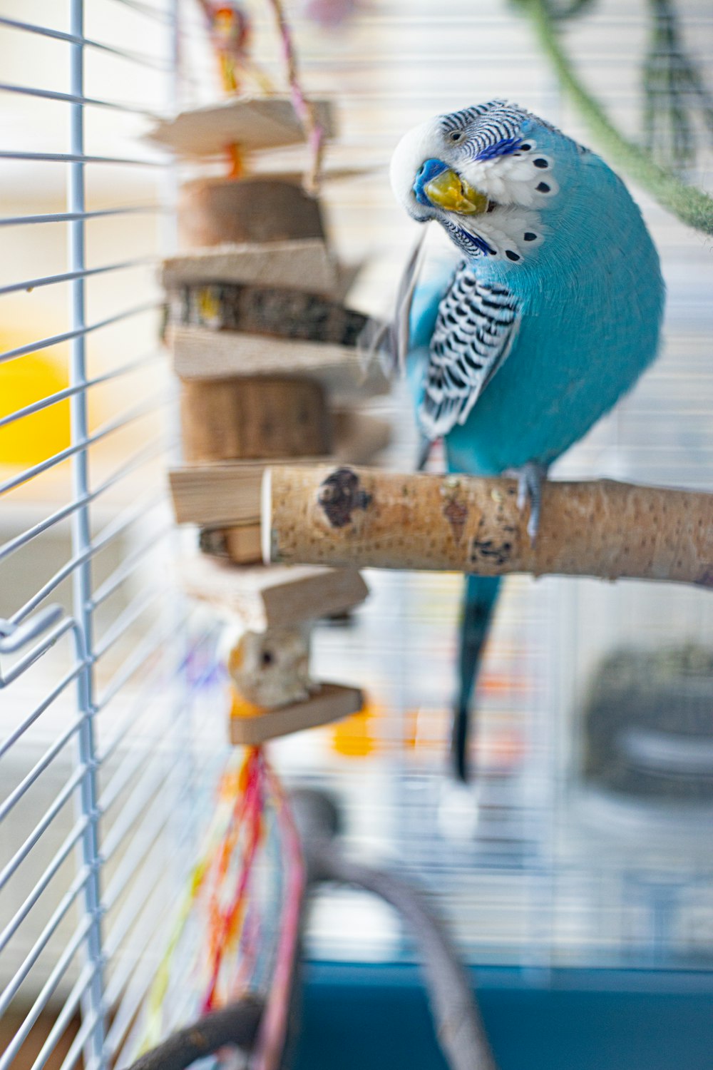 a blue parakeet sitting on a perch in a cage