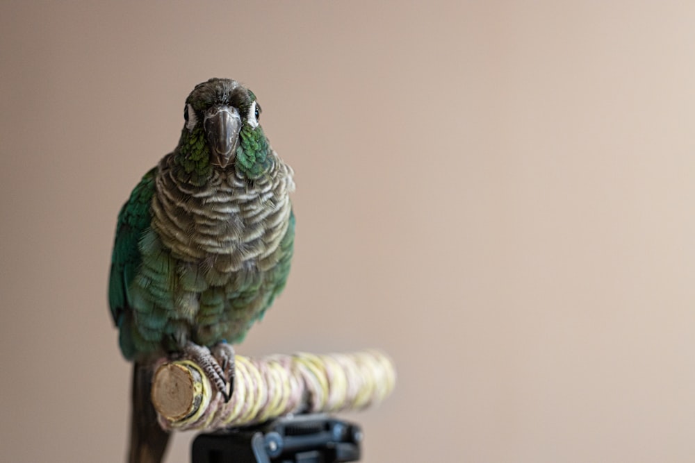a green bird sitting on top of a wooden stick