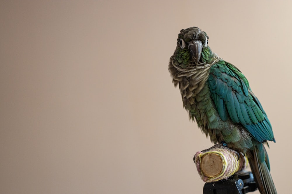a green bird sitting on top of a piece of wood
