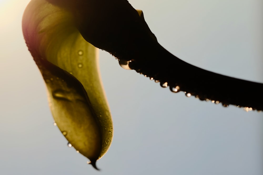 a close up of a leaf with water drops on it