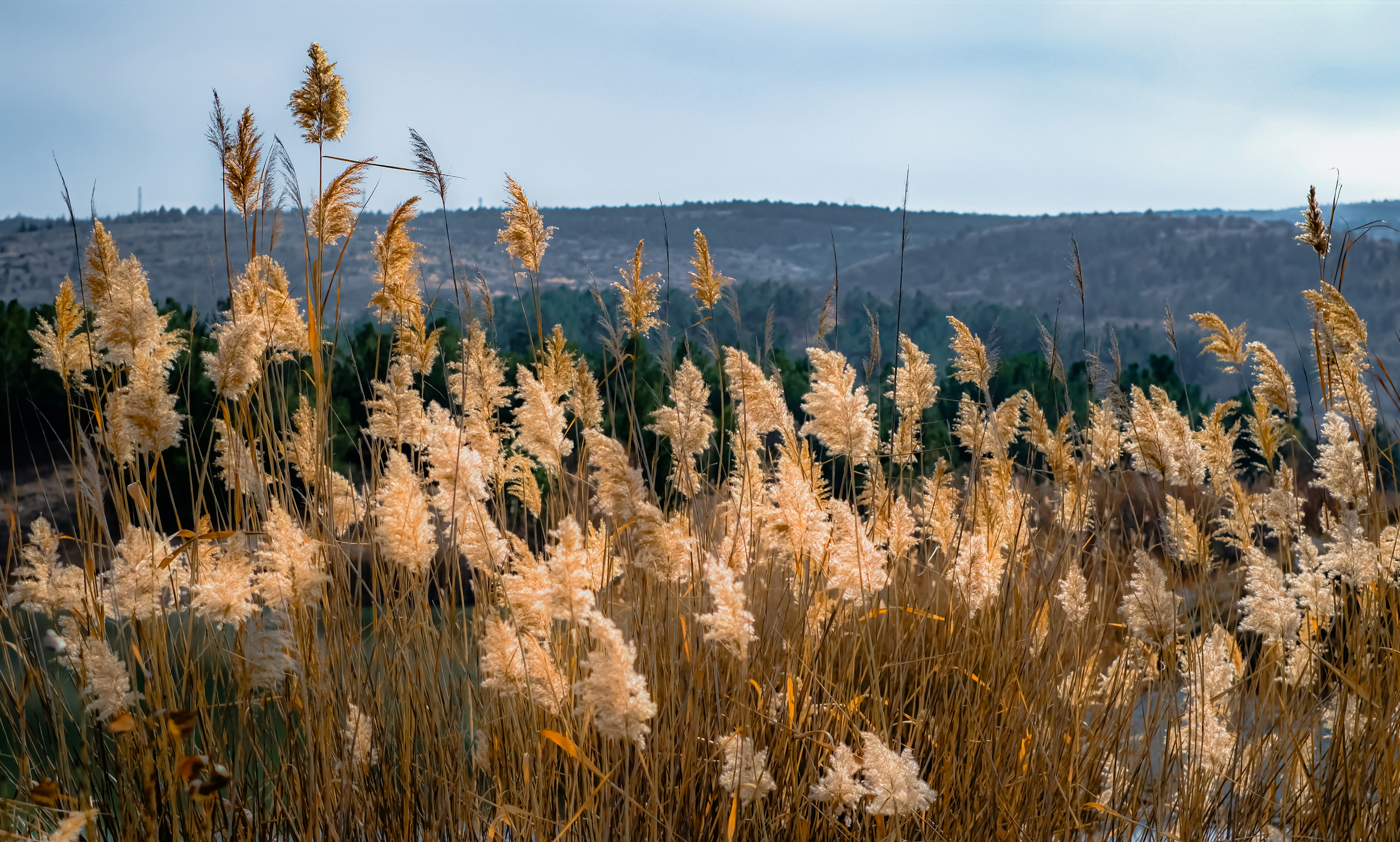 um campo de grama alta com uma montanha ao fundo