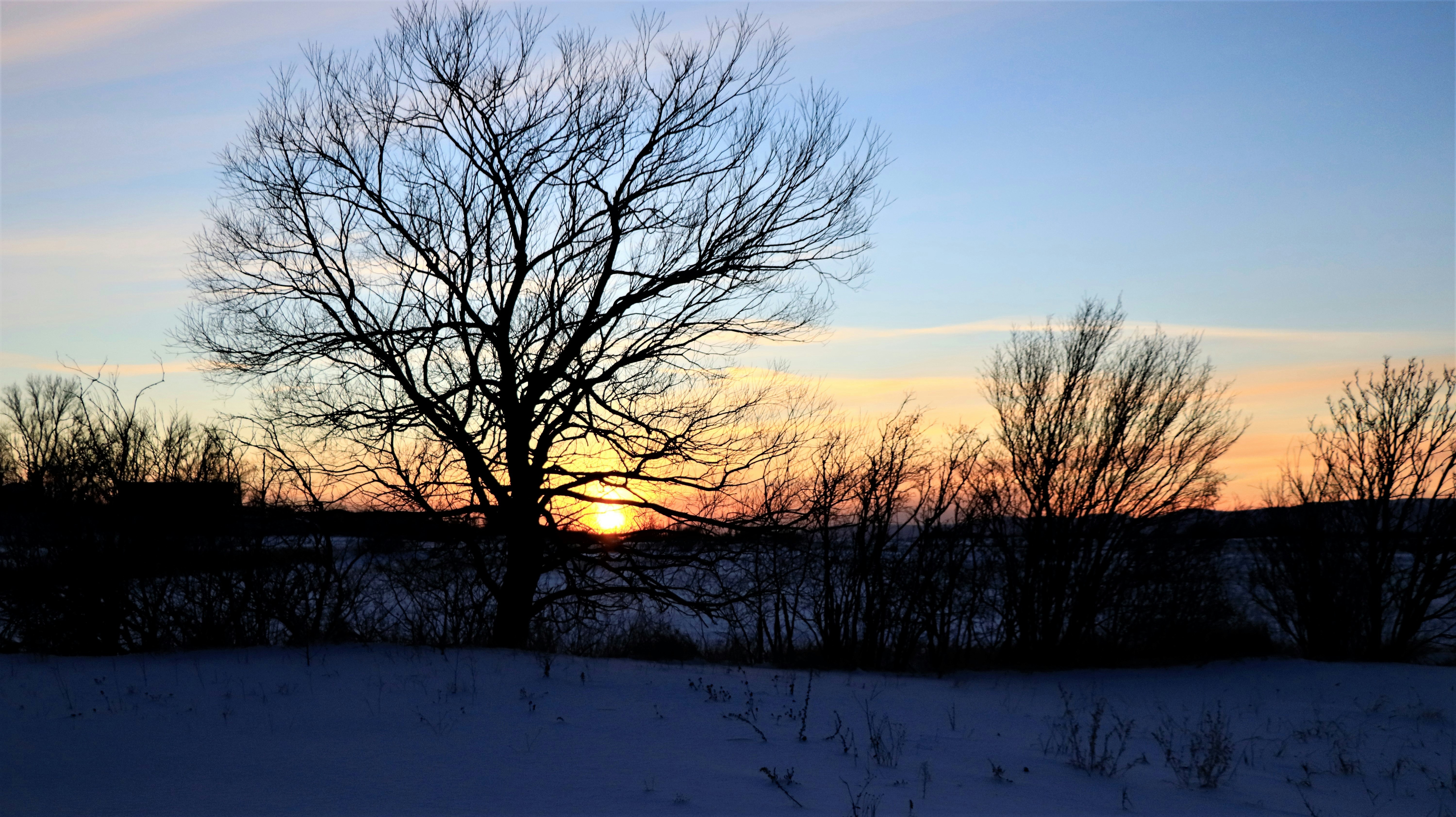 Trees silhouetted against a winter sunset.