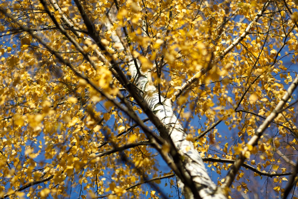 a tree with yellow leaves and a blue sky in the background