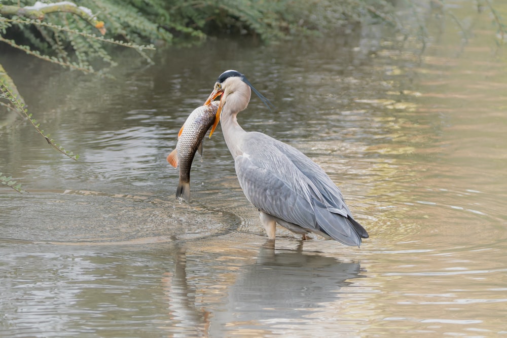 a large bird with a fish in its mouth
