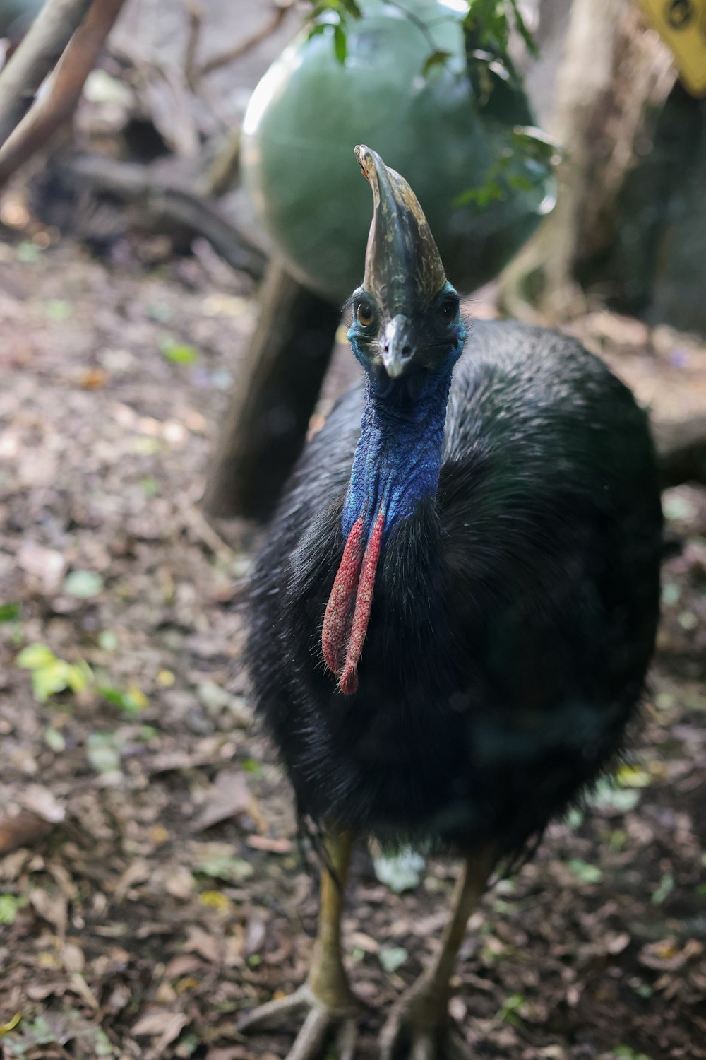 a close up of a bird on the ground