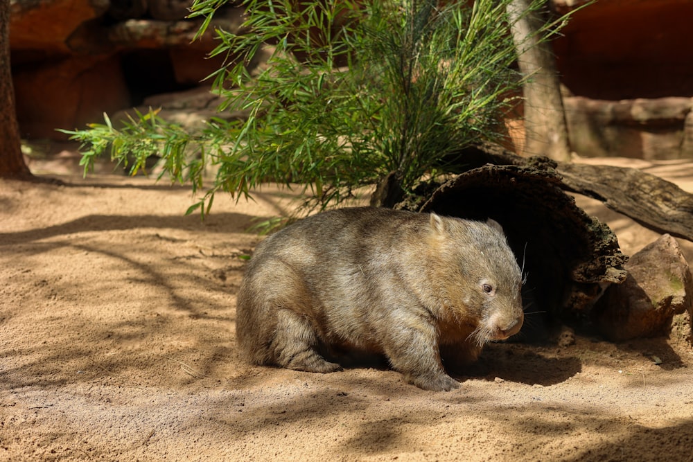 un orso bruno in piedi accanto a un albero