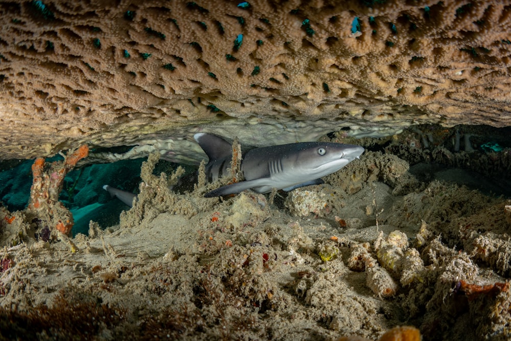 Um tubarão nada através de um recife de coral