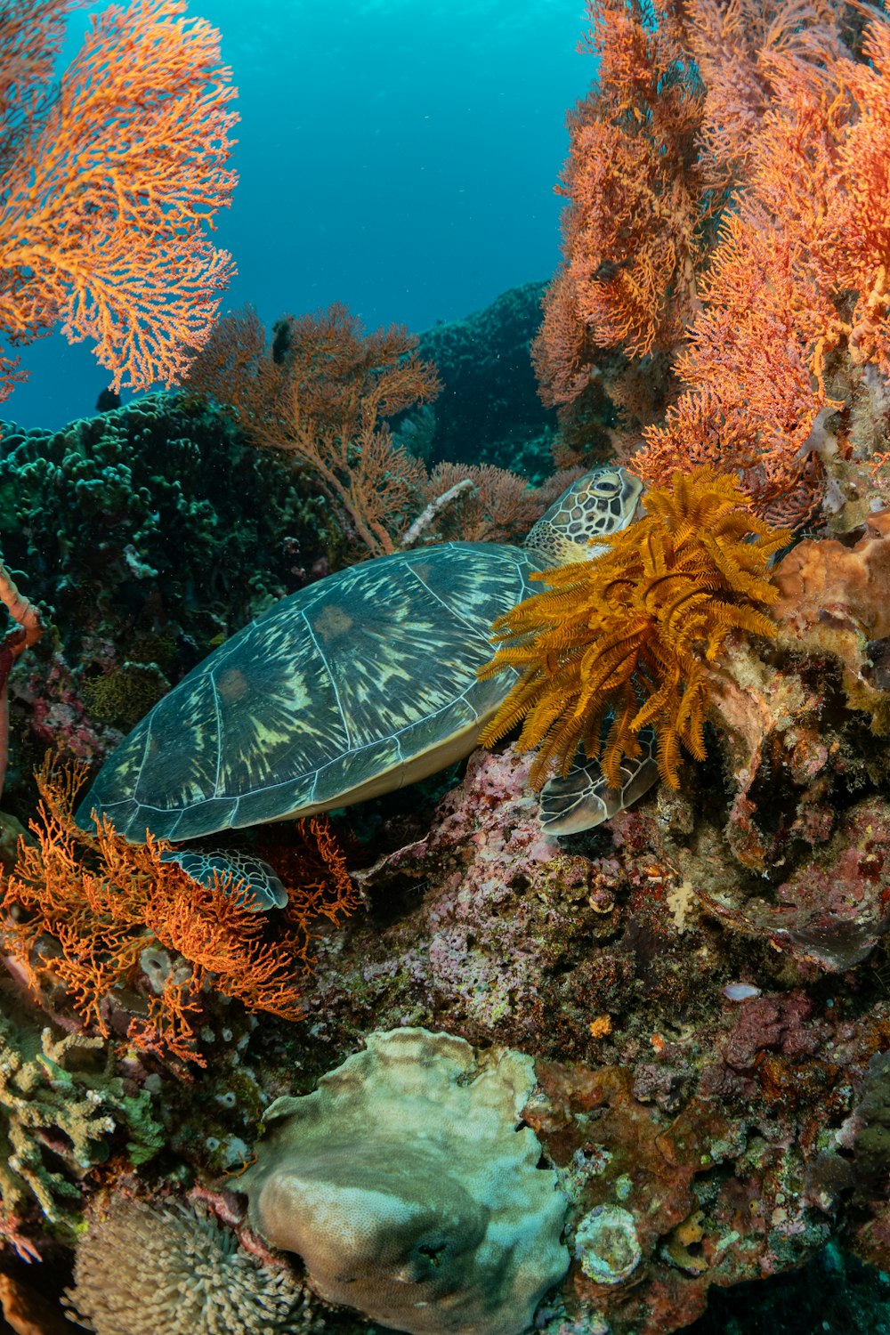 형형색색의 산호초 위를 헤엄치는 거북이
