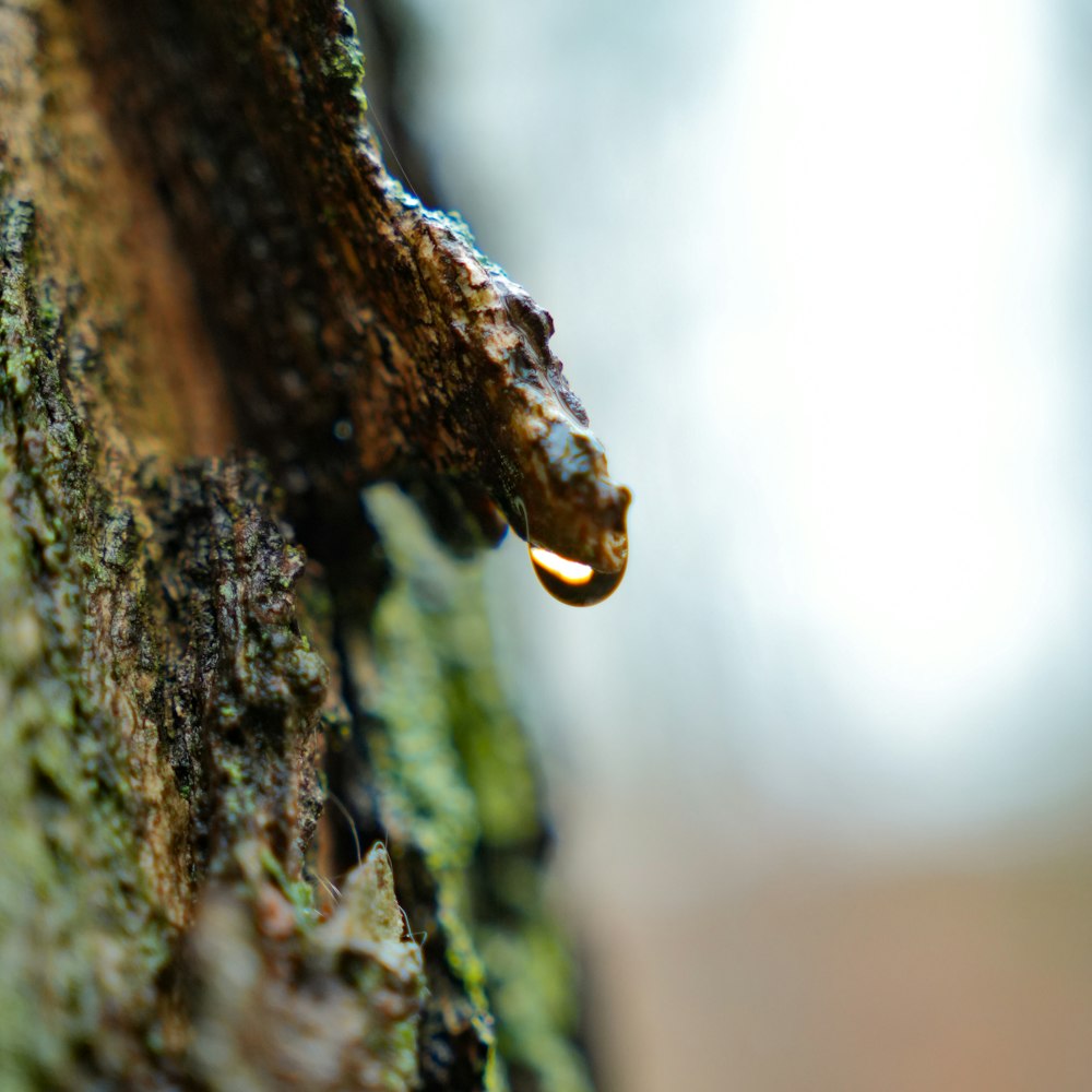 a close up of a tree with a drop of water on it