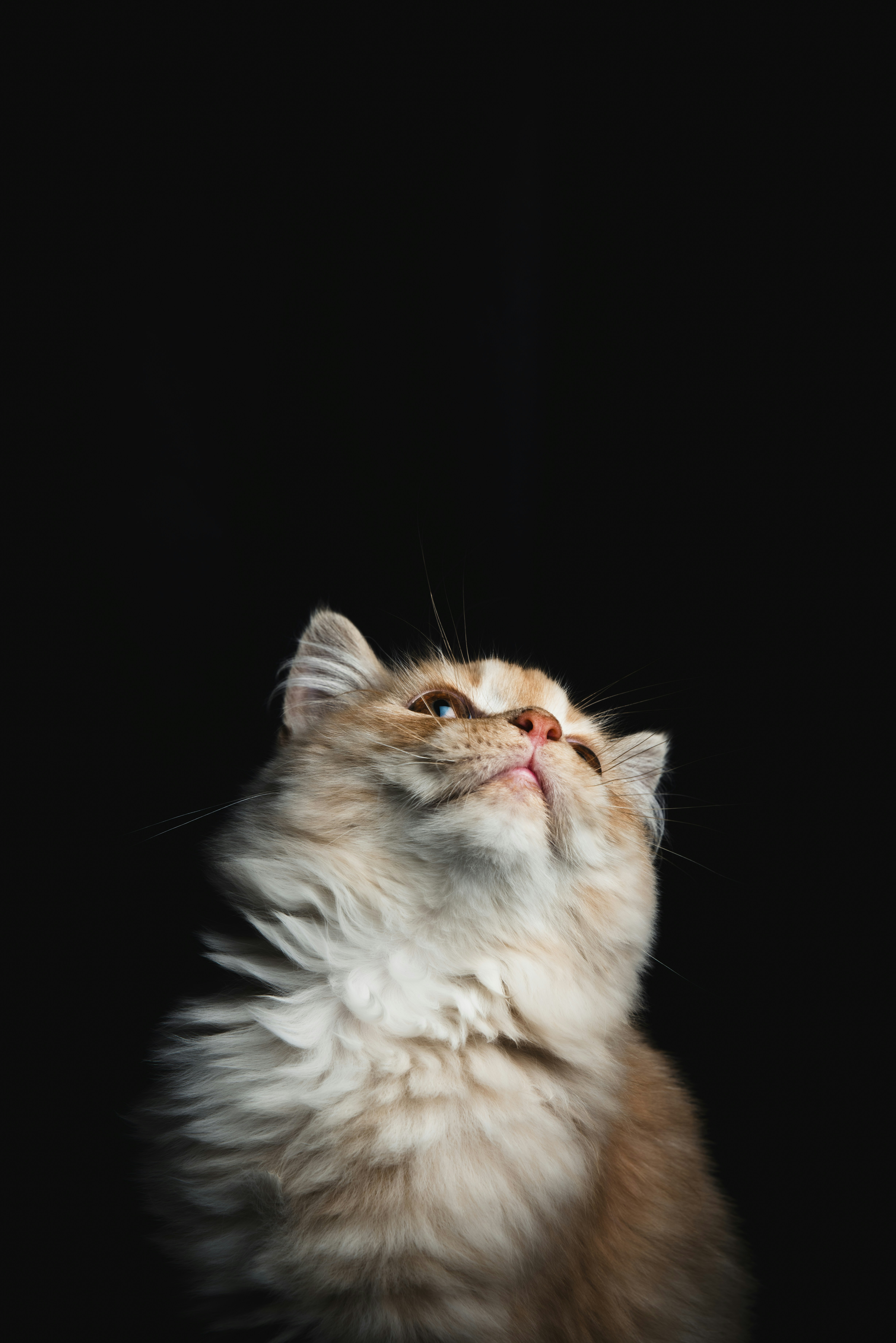 Photo by yashgupta13