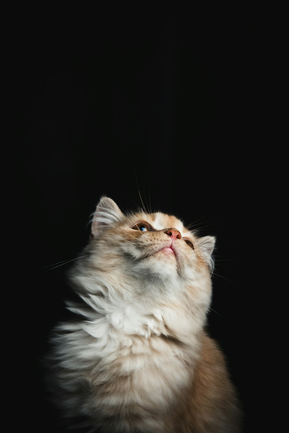 a fluffy cat is looking up into the sky