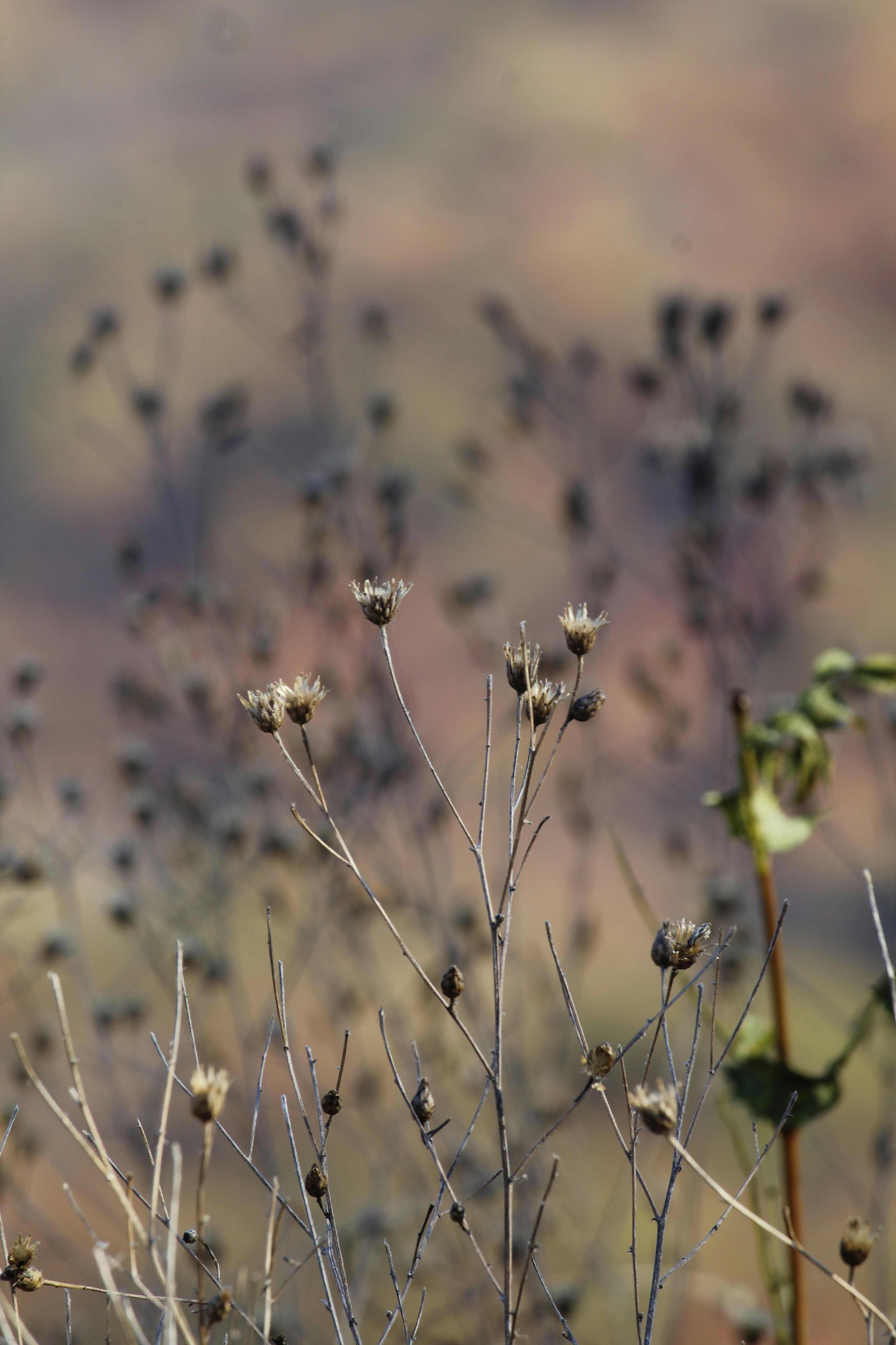 a close up of a plant with small flowers