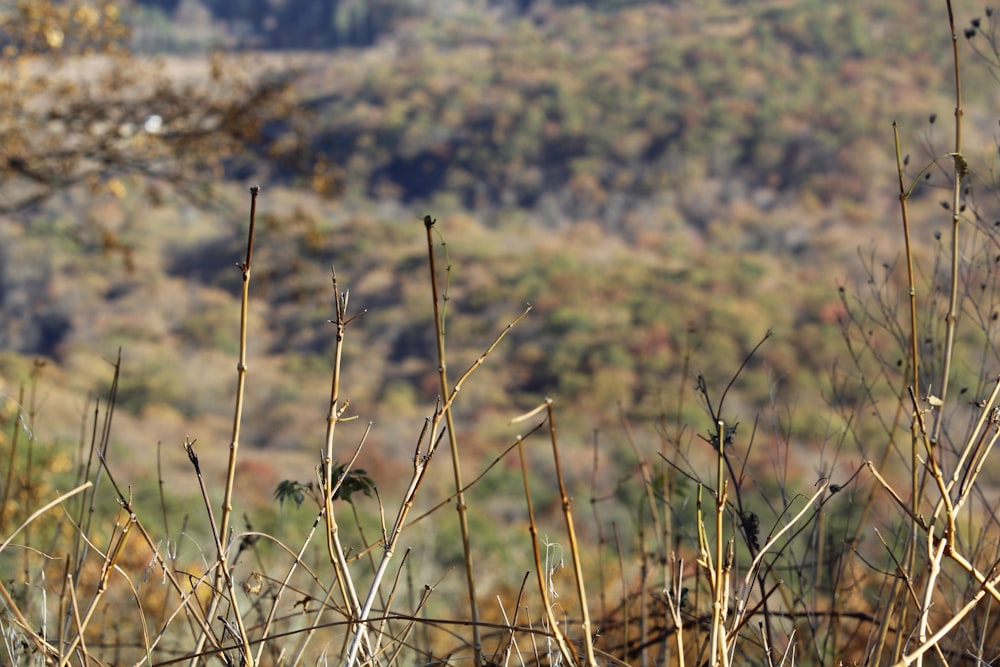 a bird is perched on a tree branch