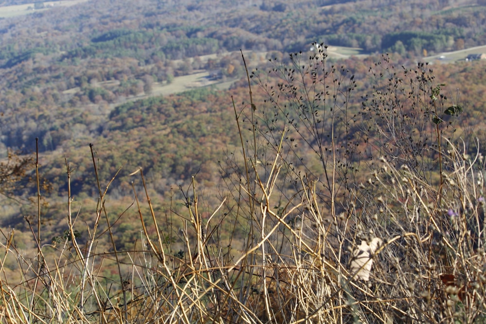 a view of a valley from a hill top