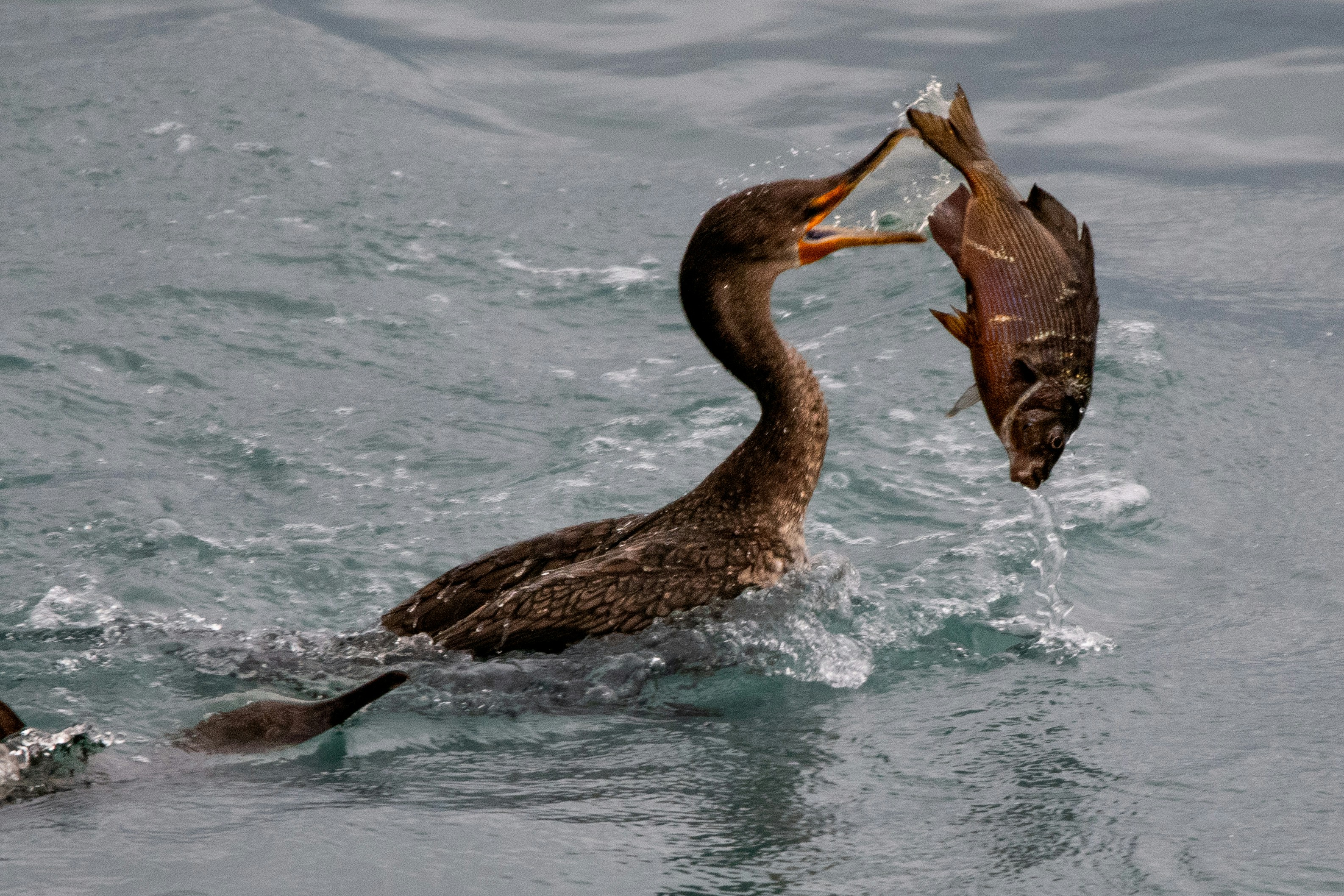 Photo by elisastonephotography