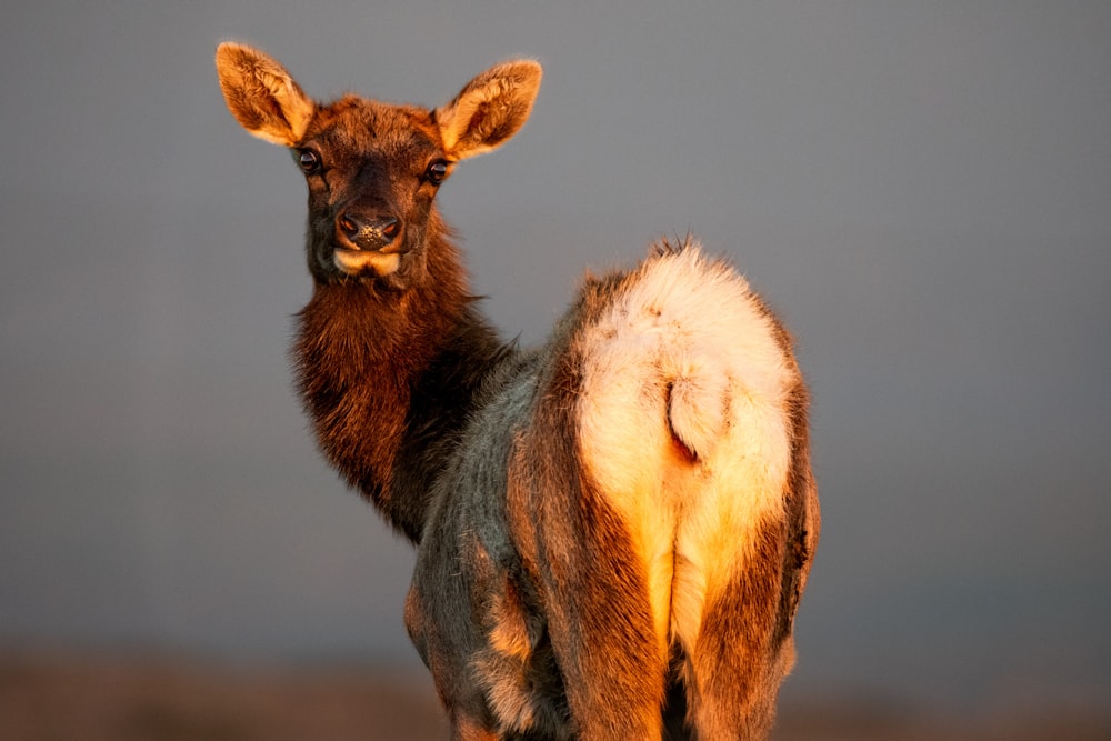 a brown and white animal standing on top of a dirt field