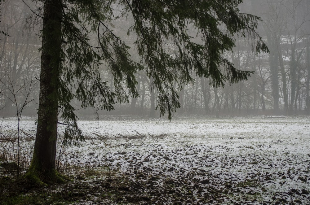 a field covered in snow next to a forest