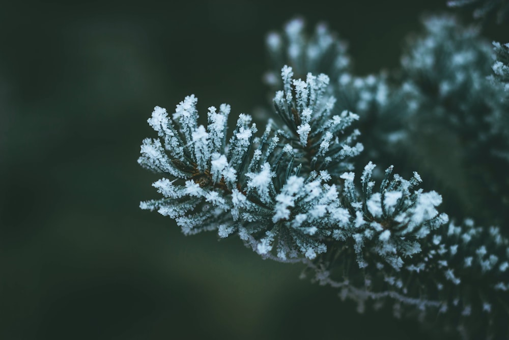 a close up of a tree branch with snow on it