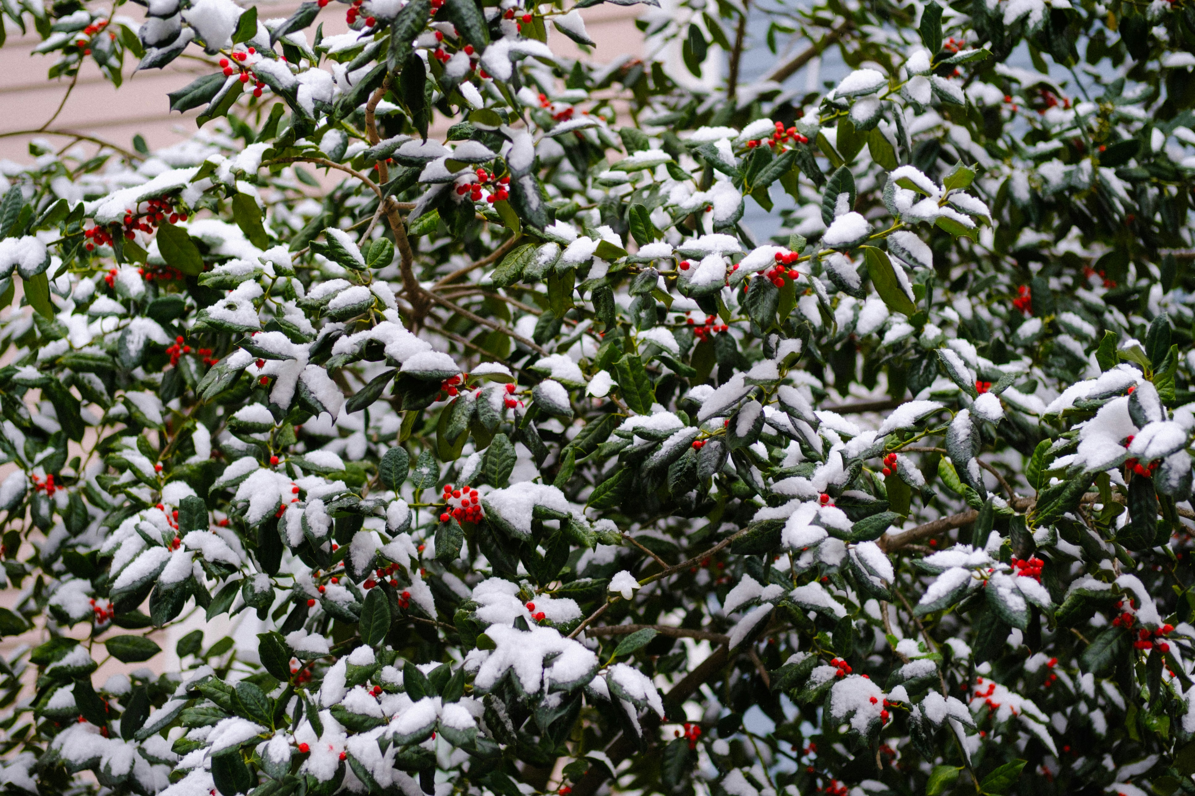 Photo by marsupialpudding