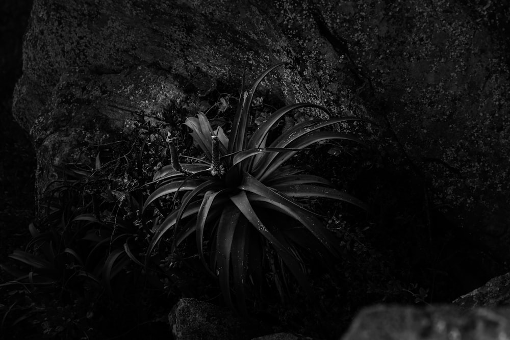 a black and white photo of a plant near a rock