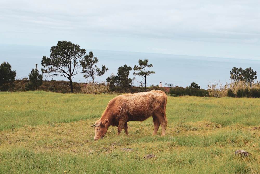 a brown cow grazing on a lush green field