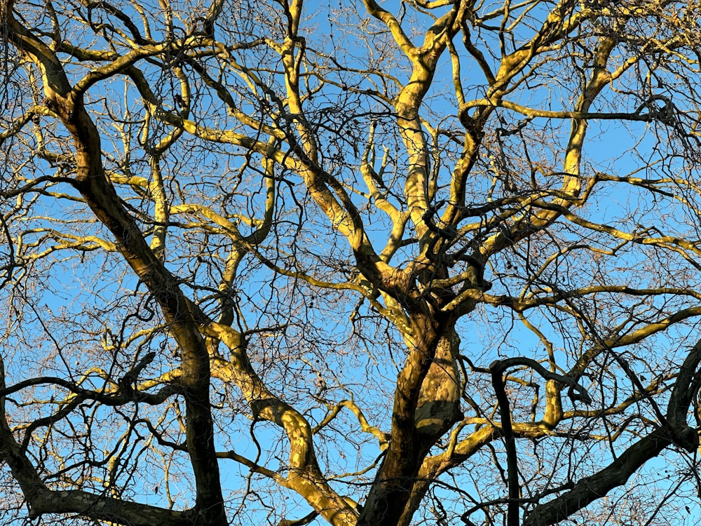 a tree with no leaves and no leaves on it