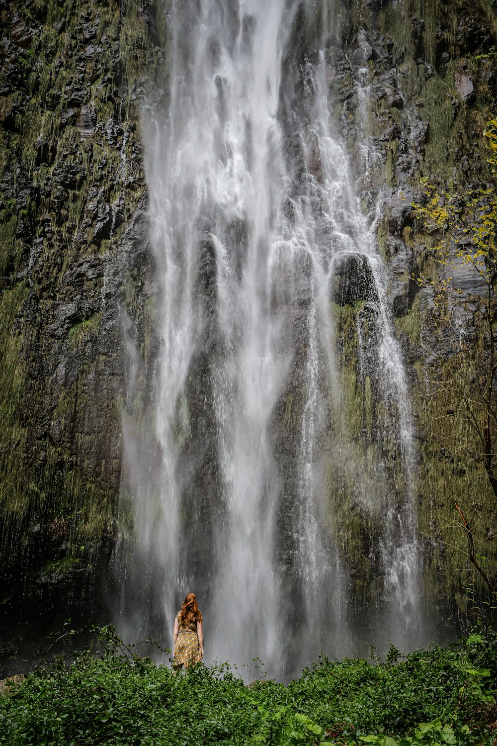 a dog sitting in front of a waterfall