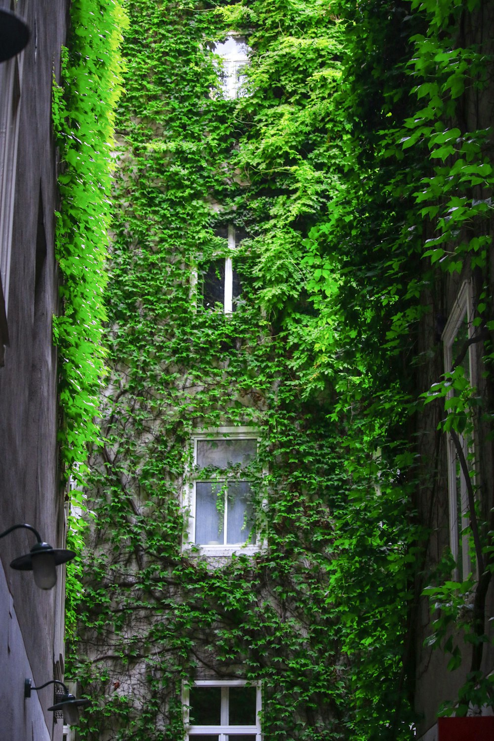 a building covered in vines with a window