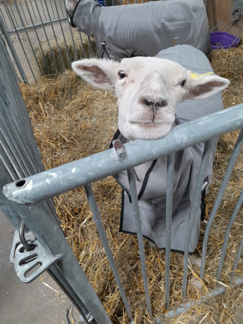 a sheep is sticking its head out of a gate