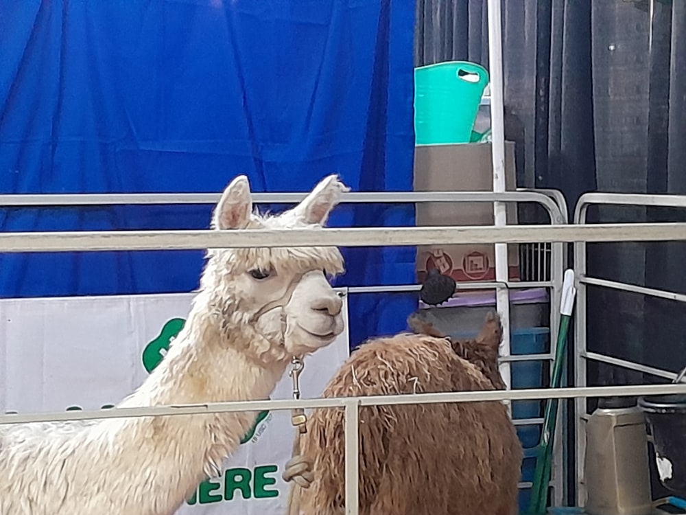 a couple of llamas standing next to each other