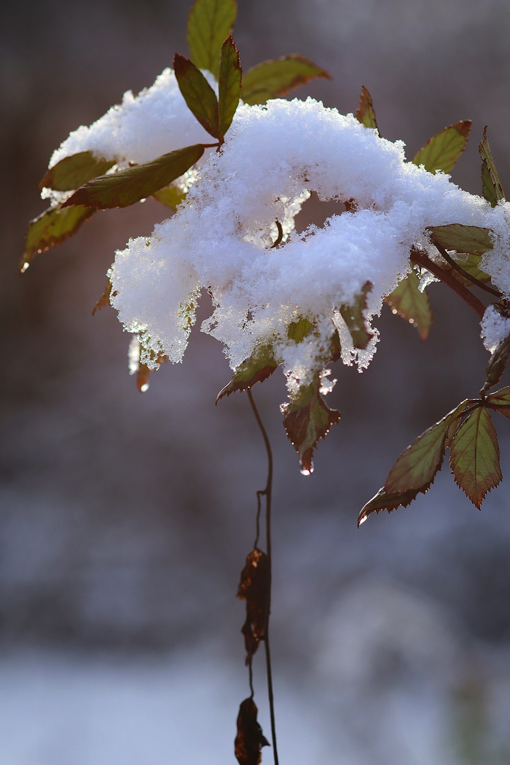 雪が積もった枝と葉っぱ