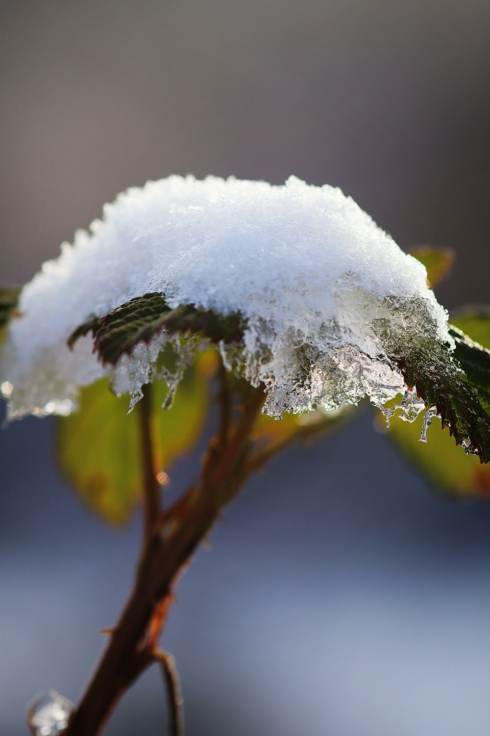 a close up of a plant with snow on it