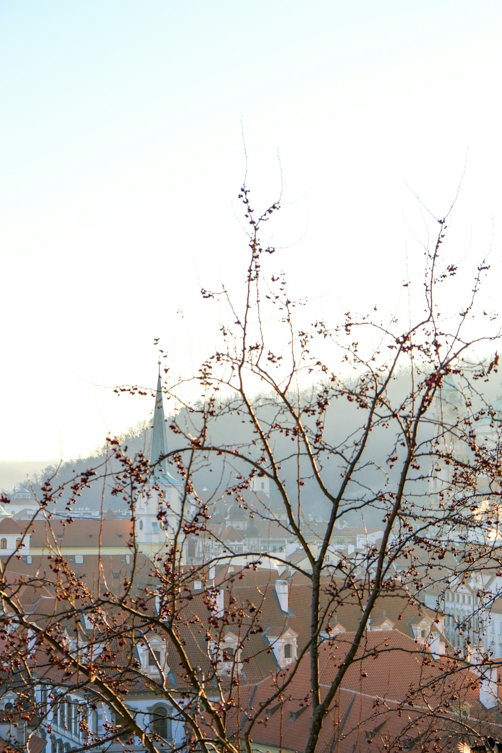 a tree with no leaves in front of a city