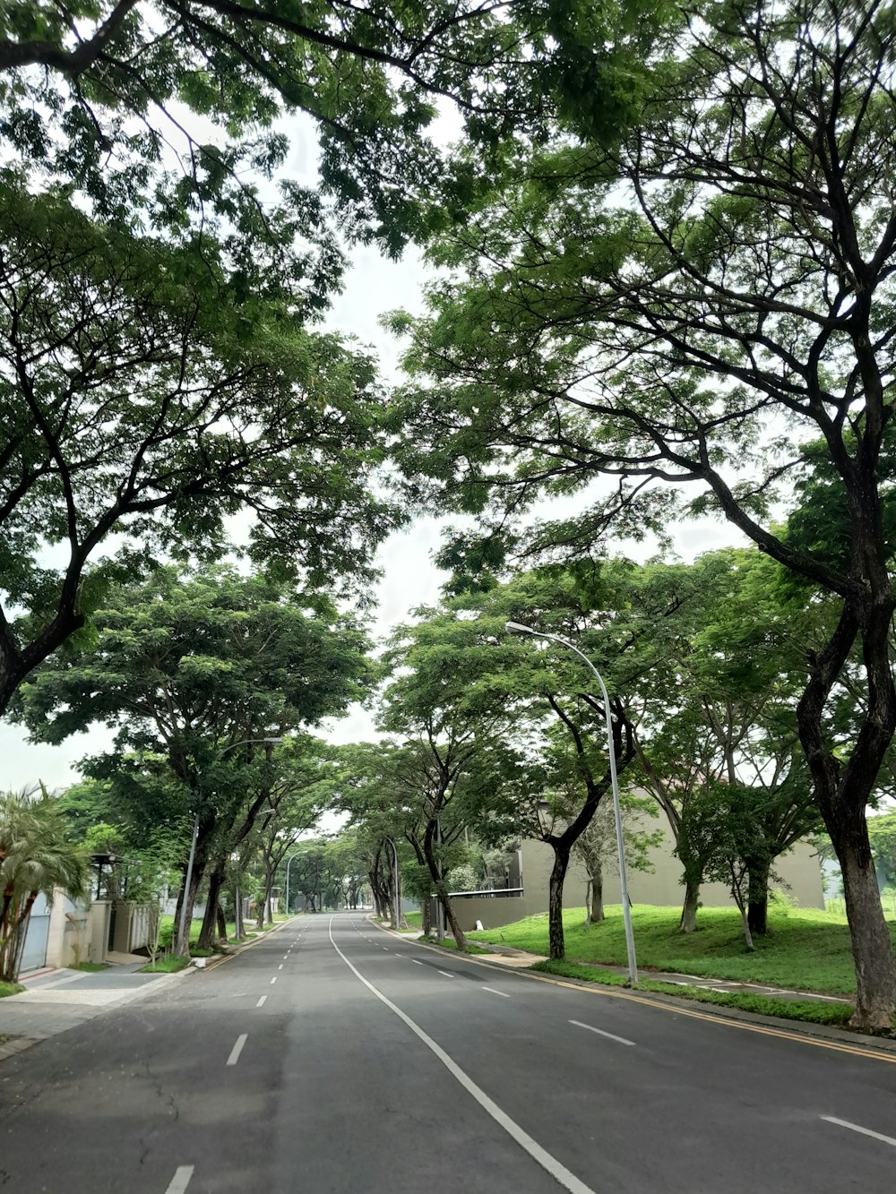 a street lined with trees next to a lush green park