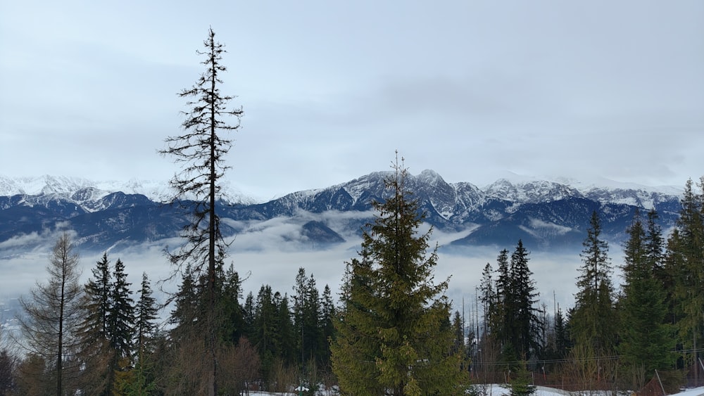 a view of a mountain range covered in snow