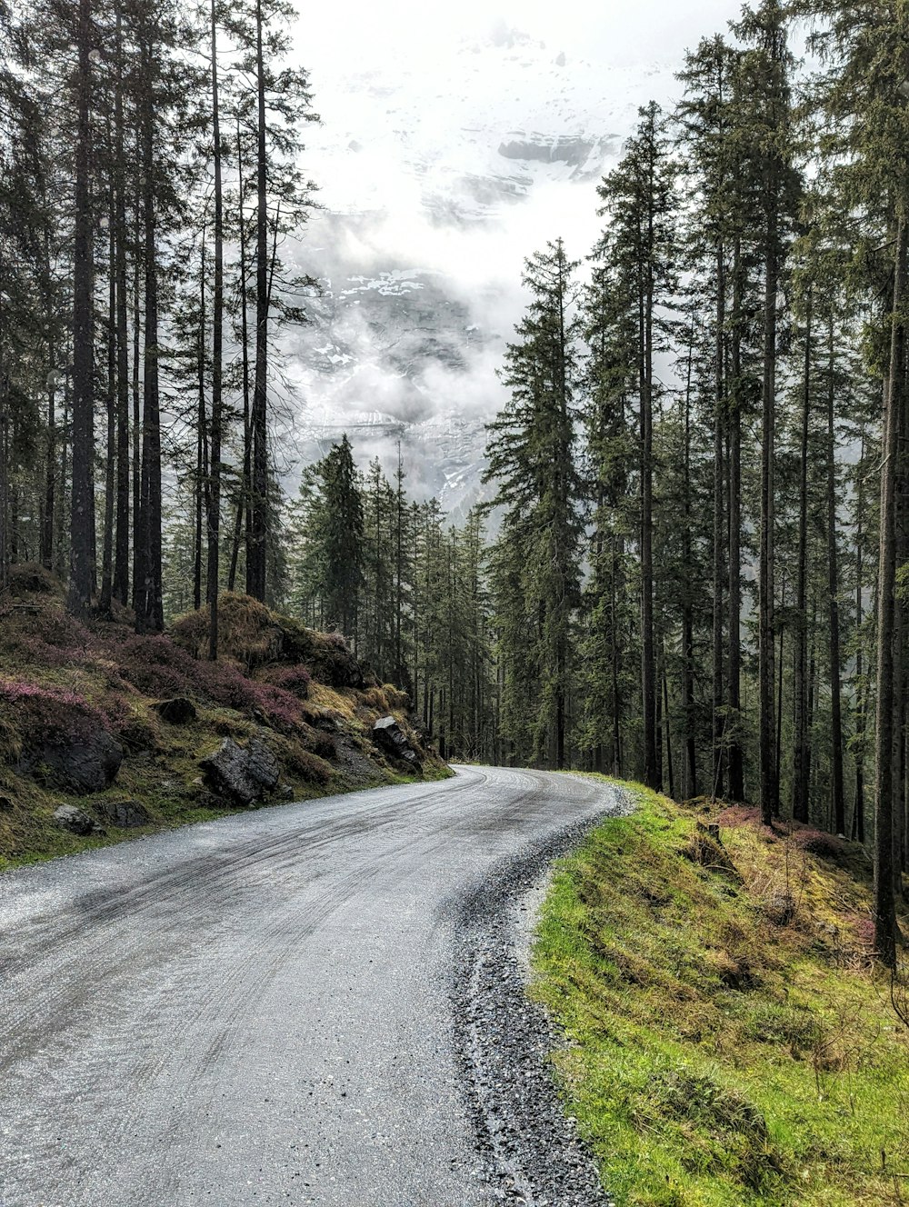 an empty road in the middle of a forest