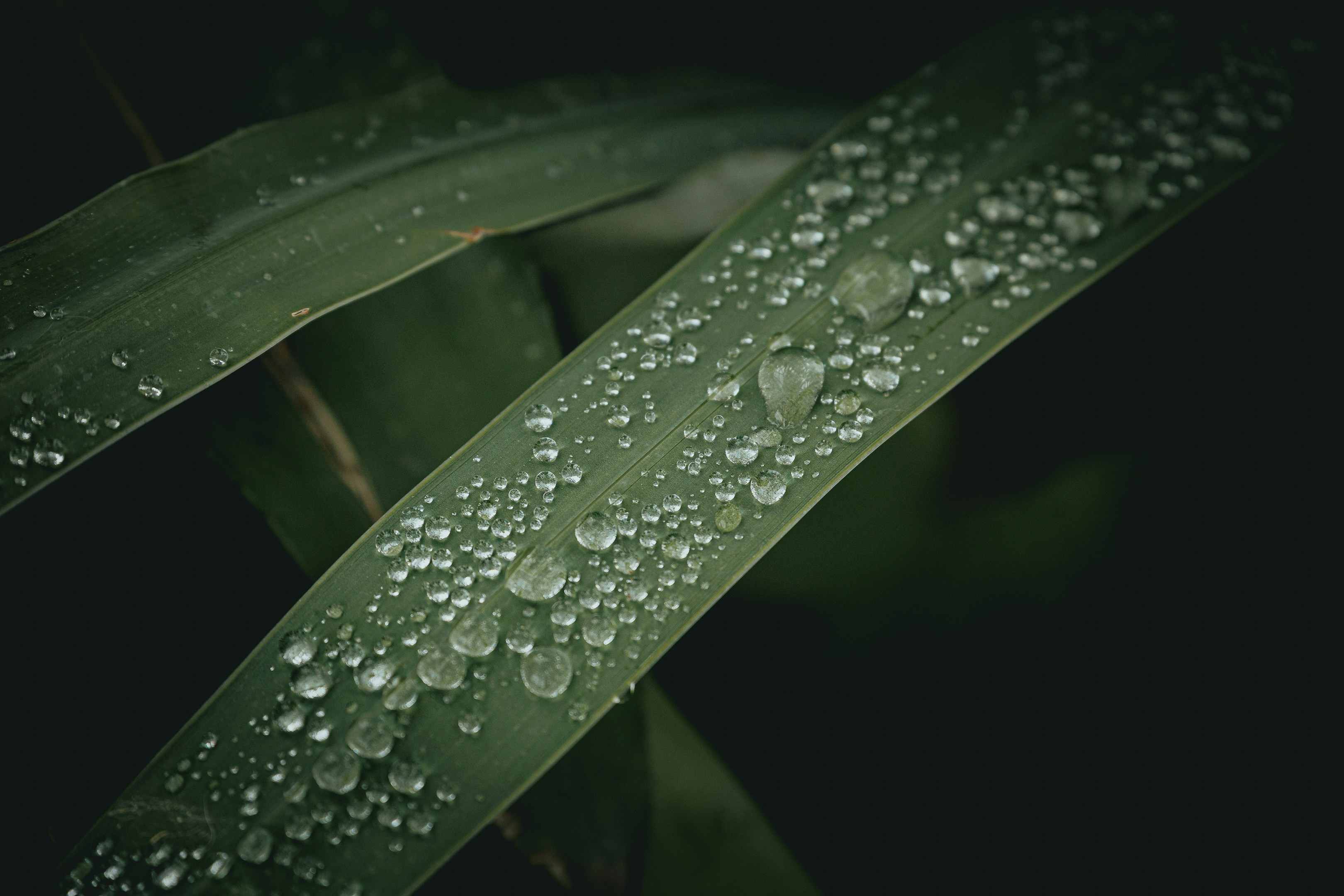 Photo by guilhermestecanella