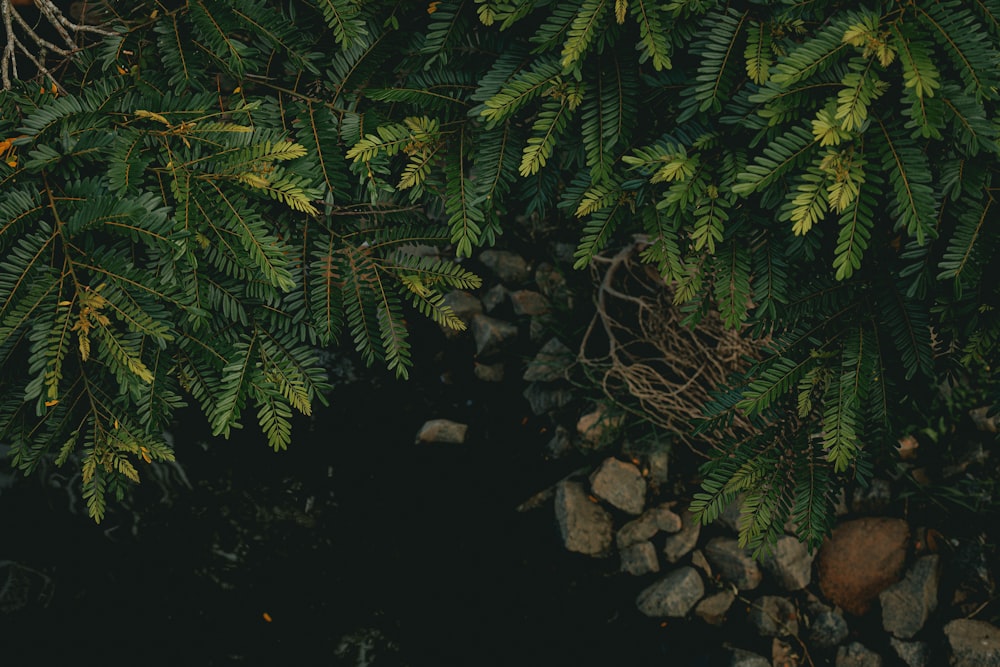 a close up of a tree with rocks and leaves